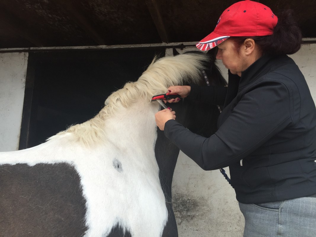 Solocomb MK 111 mane and tail trimming for horses and dogs 